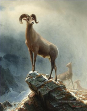 Animaux œuvres - Rocky Mountain Big Horn Sheep Américain Albert Bierstadt animal